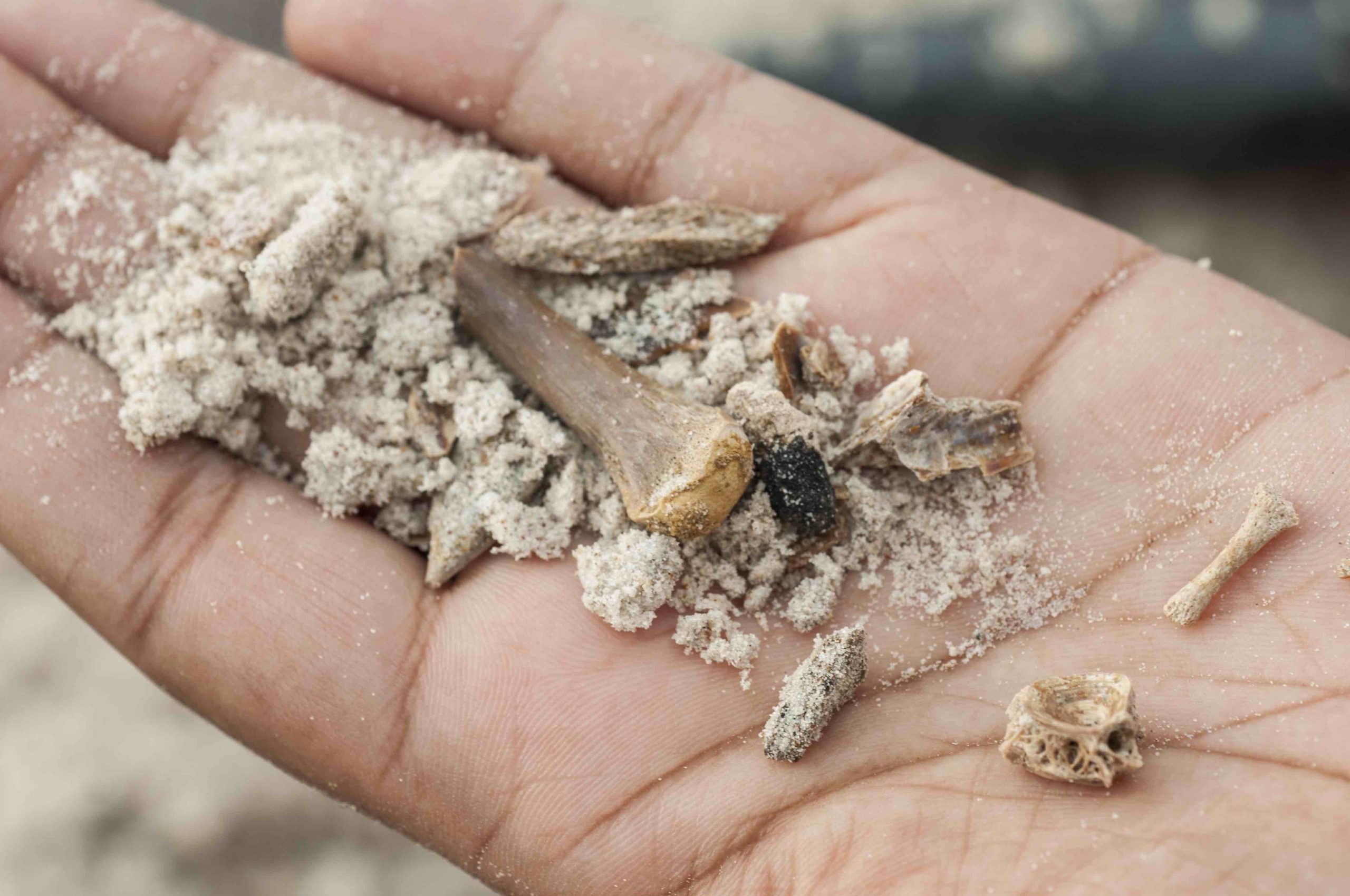 A person holds sand with several bones in it in the palm of their hand.