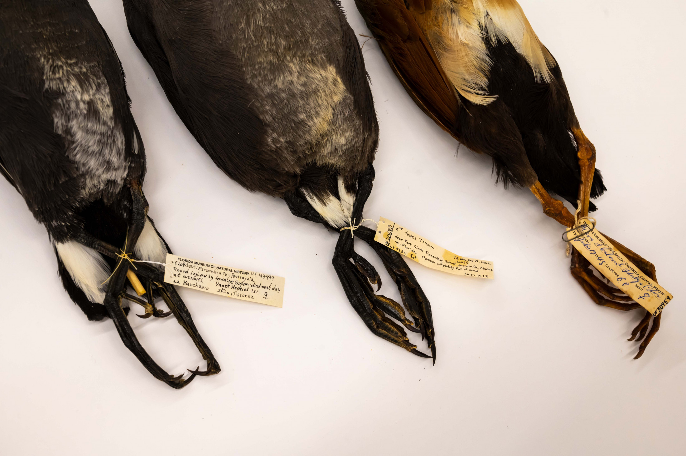 Photo of the lower half of three museum bird specimens, with their feet tied together and specimen labels attached. 