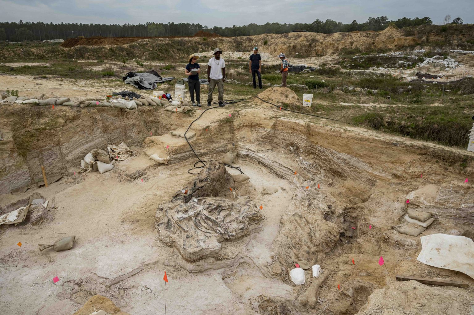 Paleontologists discover elephant graveyard in North Florida Research