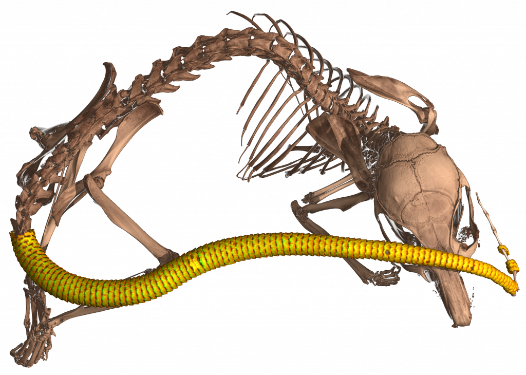 CT scan of a spiny mouse in the genus Acomys