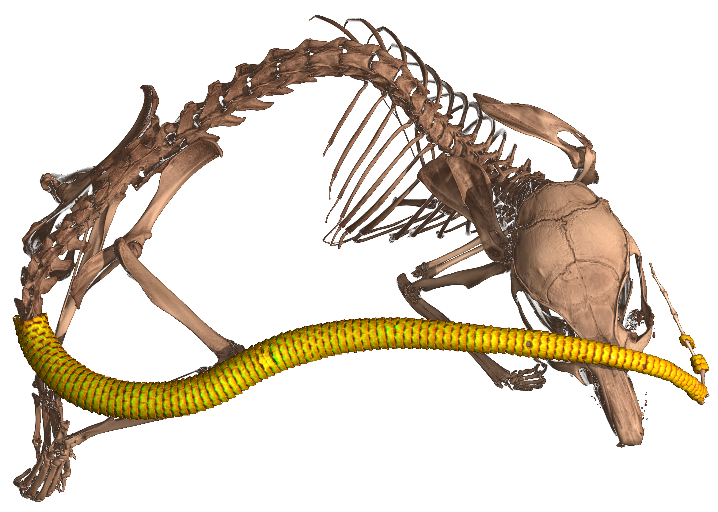 CT scan of a spiny mouse in the genus Acomys