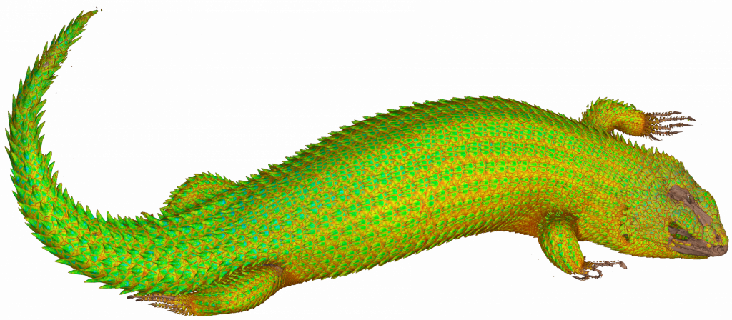 CT scan of a spiny tailed skink