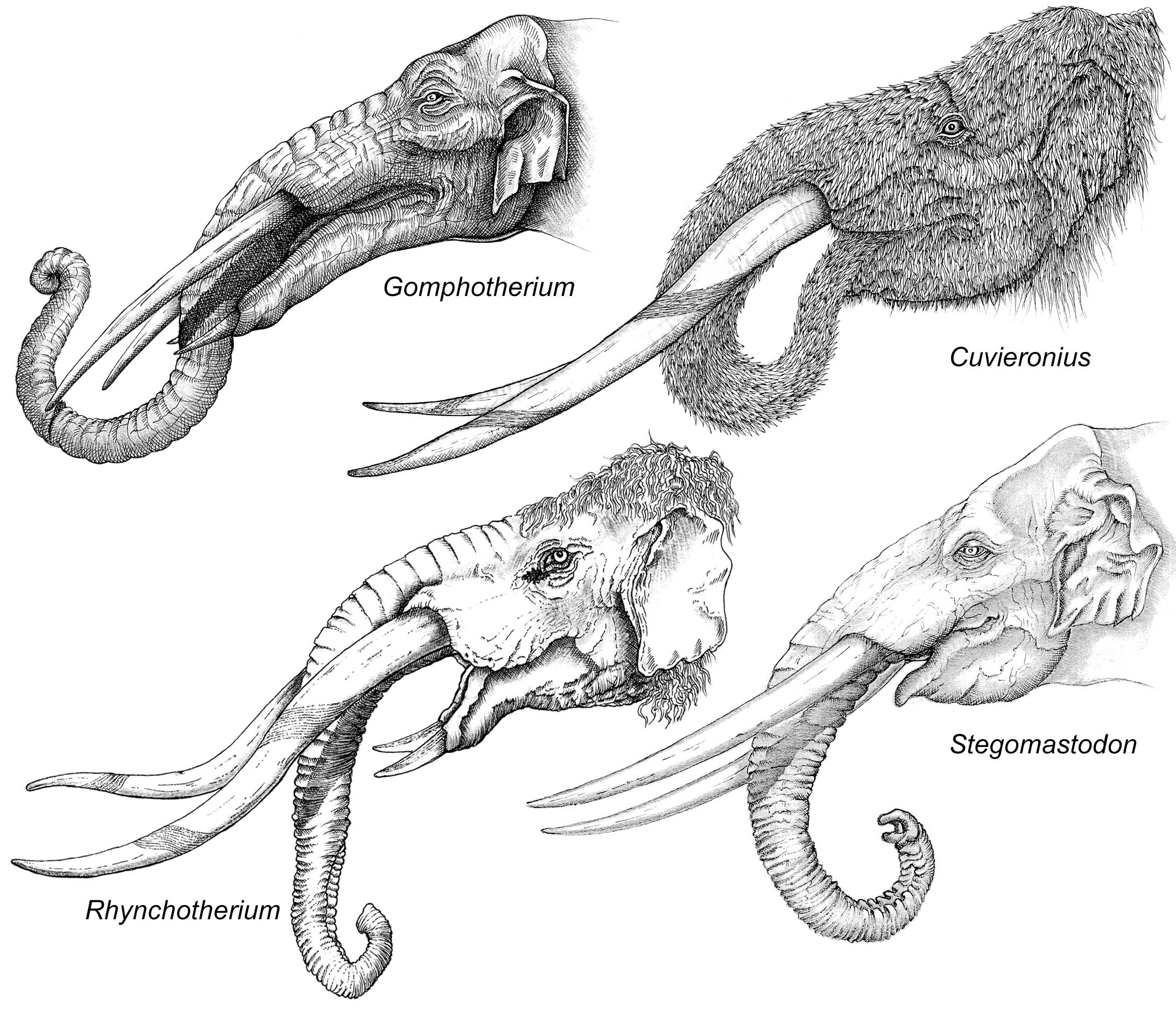 Black and white illustrations of the skulls of four proboscidean species.