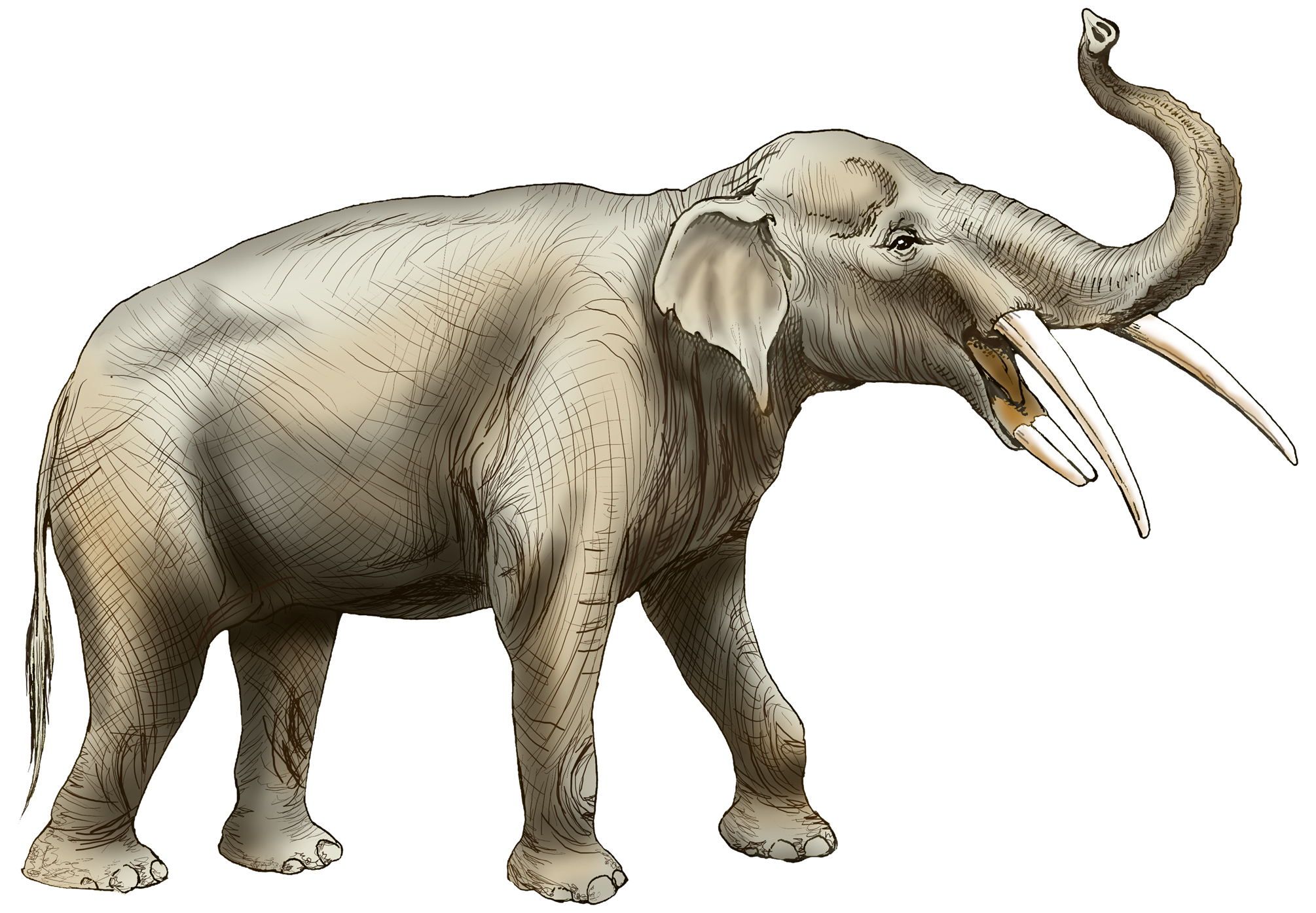 An illustration of a gomphothere, which looks like an elephant with tusks coming from its lower and upper jaws.