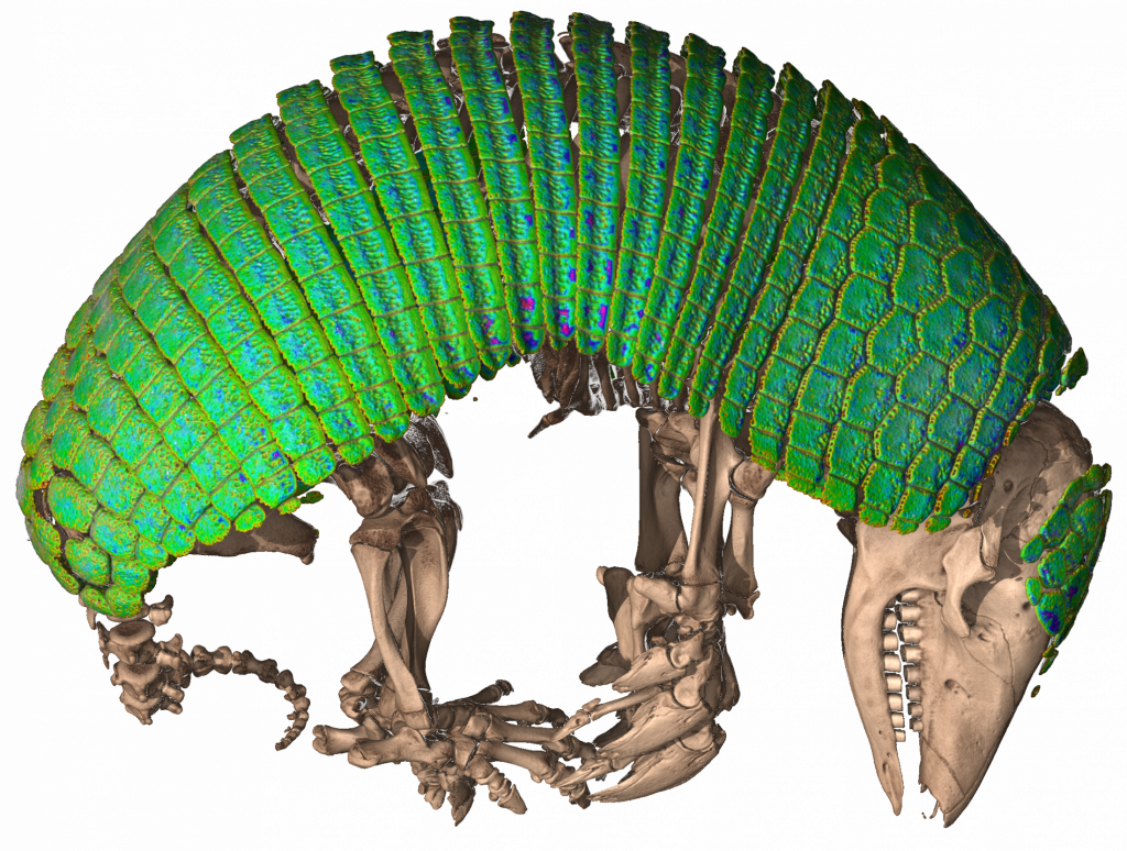 CT scan of an armadillo