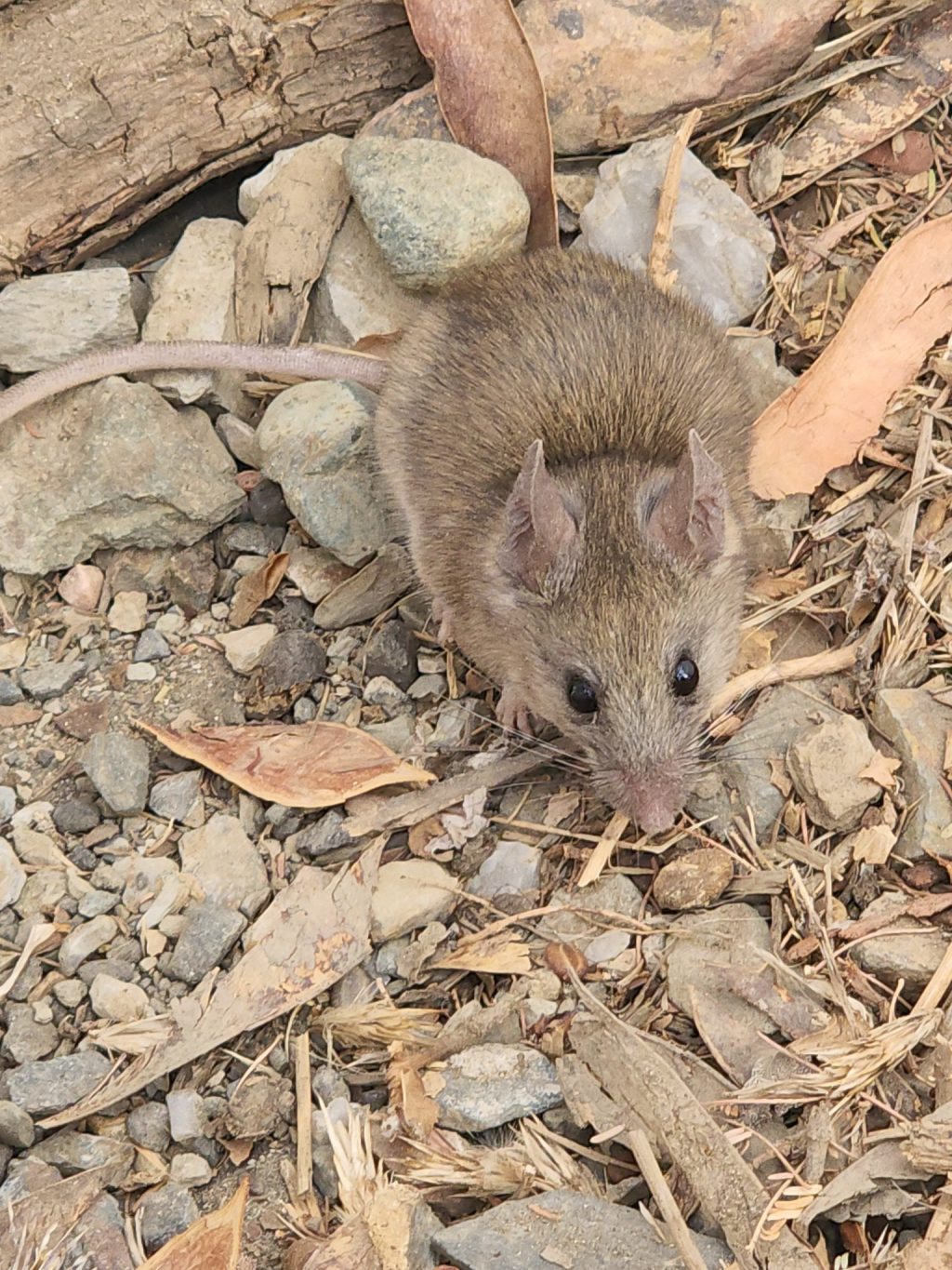 Mouse on leaves and stones