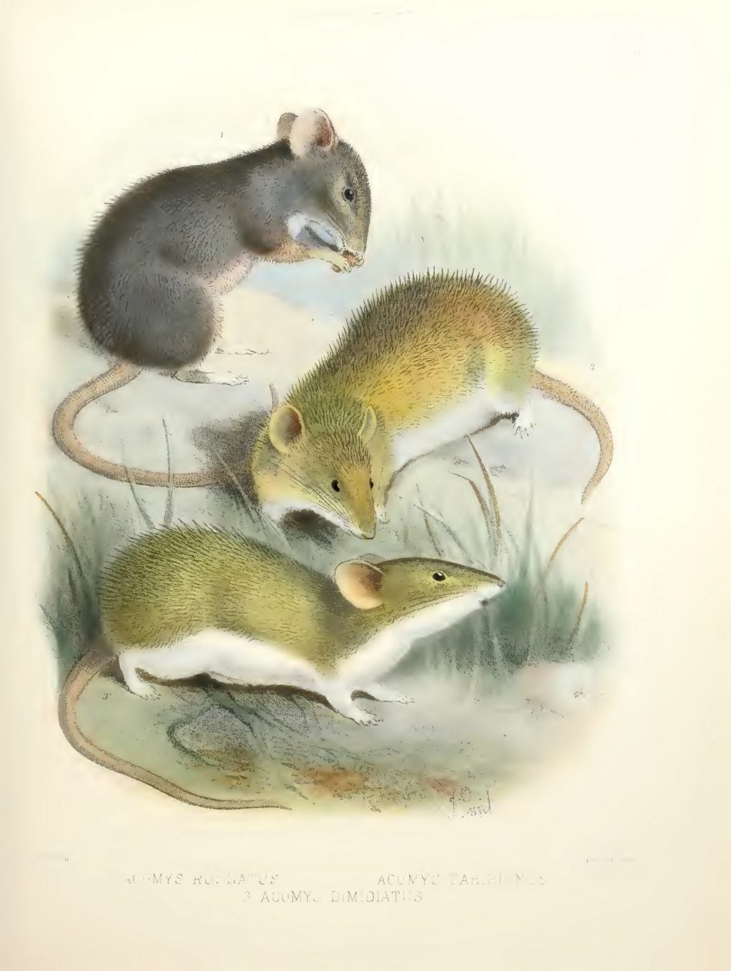 Illustration of three mice variously sniffing and eating