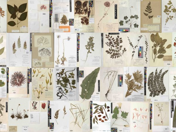 Collage of multiple herbarium sheets