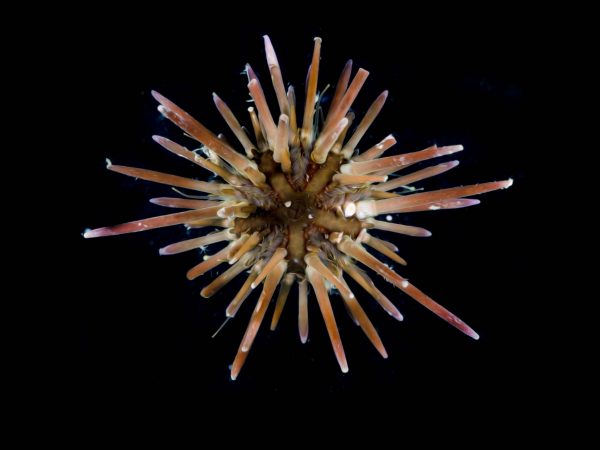 Sea urchin specimen on a black background