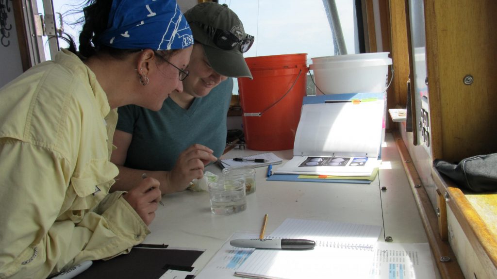 Two individuals inspect marine organisms in cups full of water, comparing them to examples in an ID book