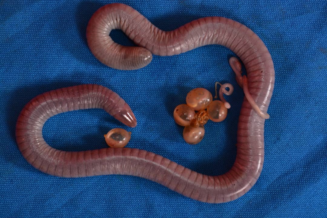 An adult caecilian, which looks like a snake body with earthworm-like skin, is photographed from above against blue fabric. It is coiled around four eggs and three juveniles.