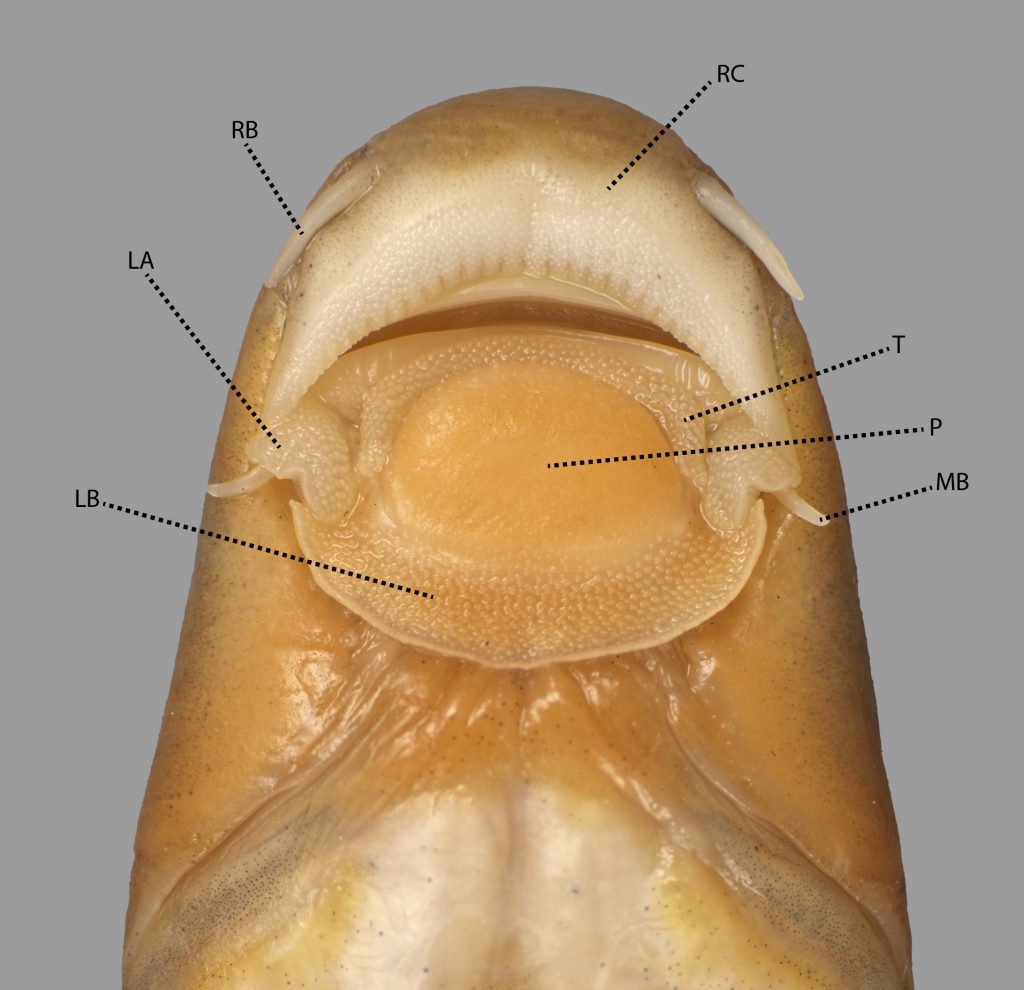 Photo of the underside of a redtail garra highlighting it's mouth.