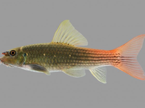 Photograph of a fish against a gray background.