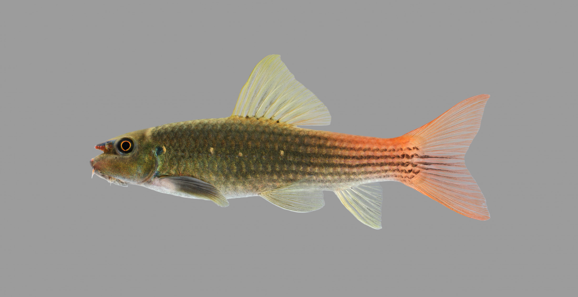 New fish species discovered after years of popularity in the aquarium