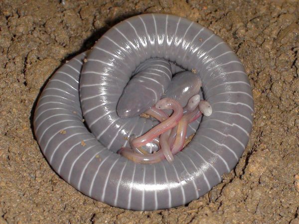 A caecilian, which has gray skin and looks like a cross between an earthworm and snake, lays in dry dirt tightly coiled around at least three young caecilians, which look thin and light pink.