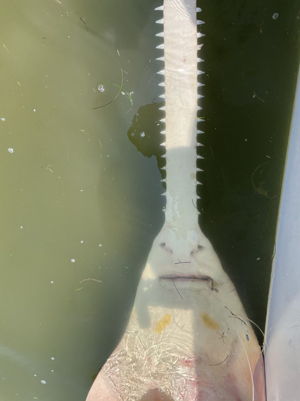 Bottom view of a saw fish highlighting its saw and mouth.