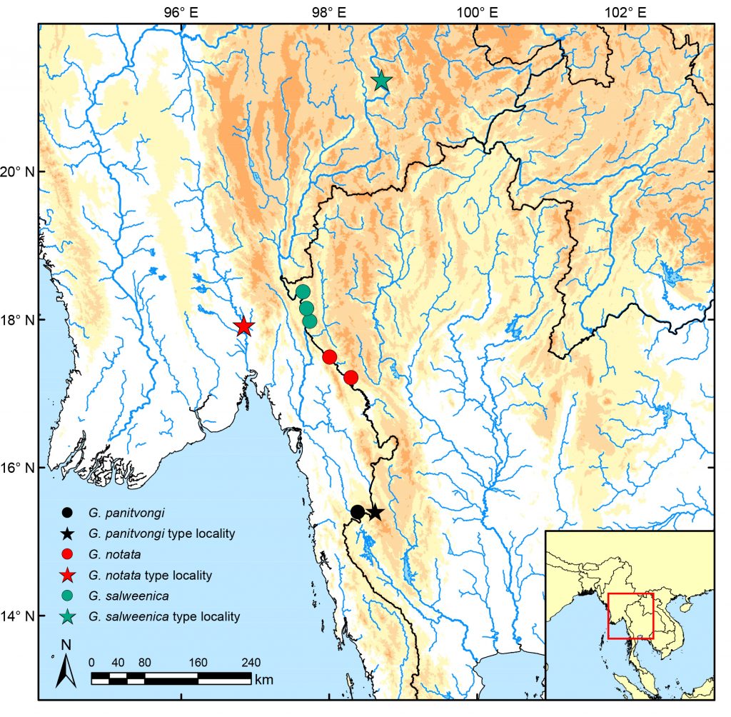 Map showing the range of redtail garra and several related species.