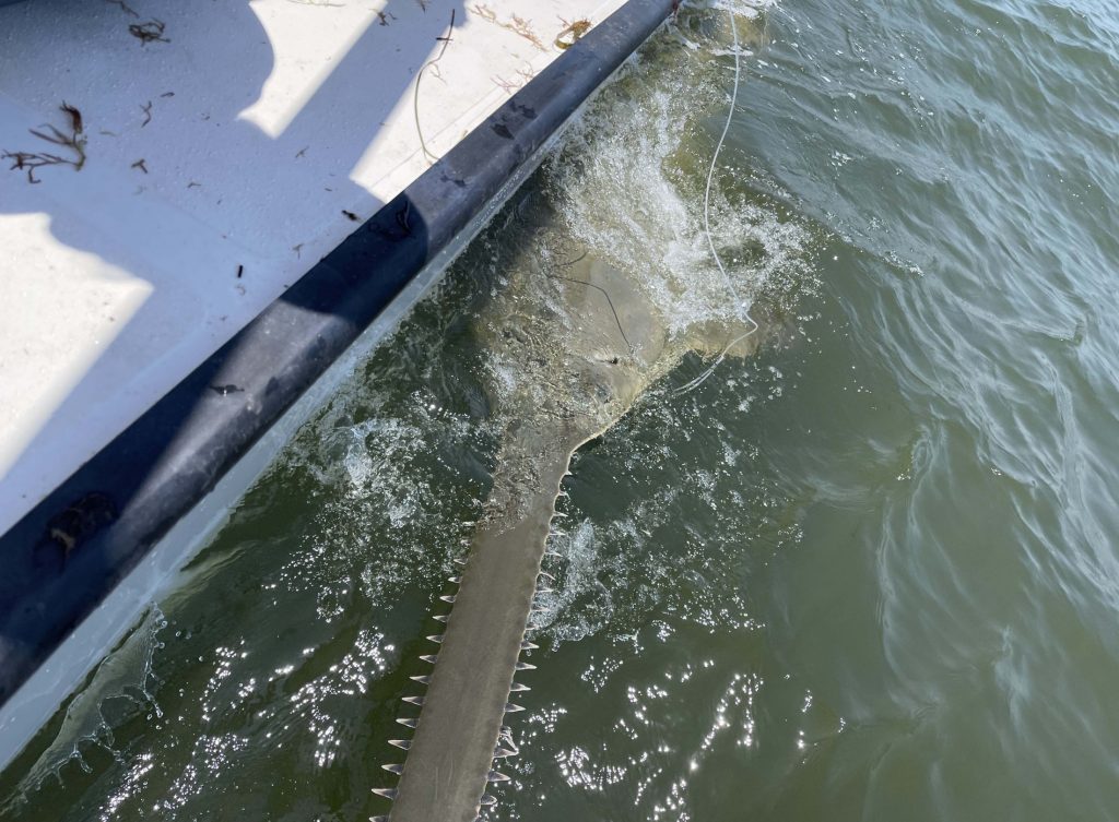 Sawfish photographed from above, with a clear view of its upper saw rising above the water line.