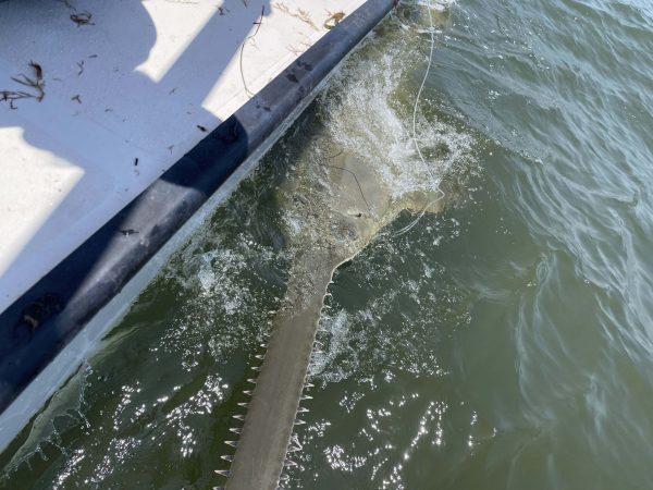 Sawfish photographed from above, with a clear view of its upper saw rising above the water line.