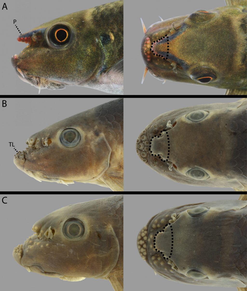 Photo plate showing tubercles on three different garra species.