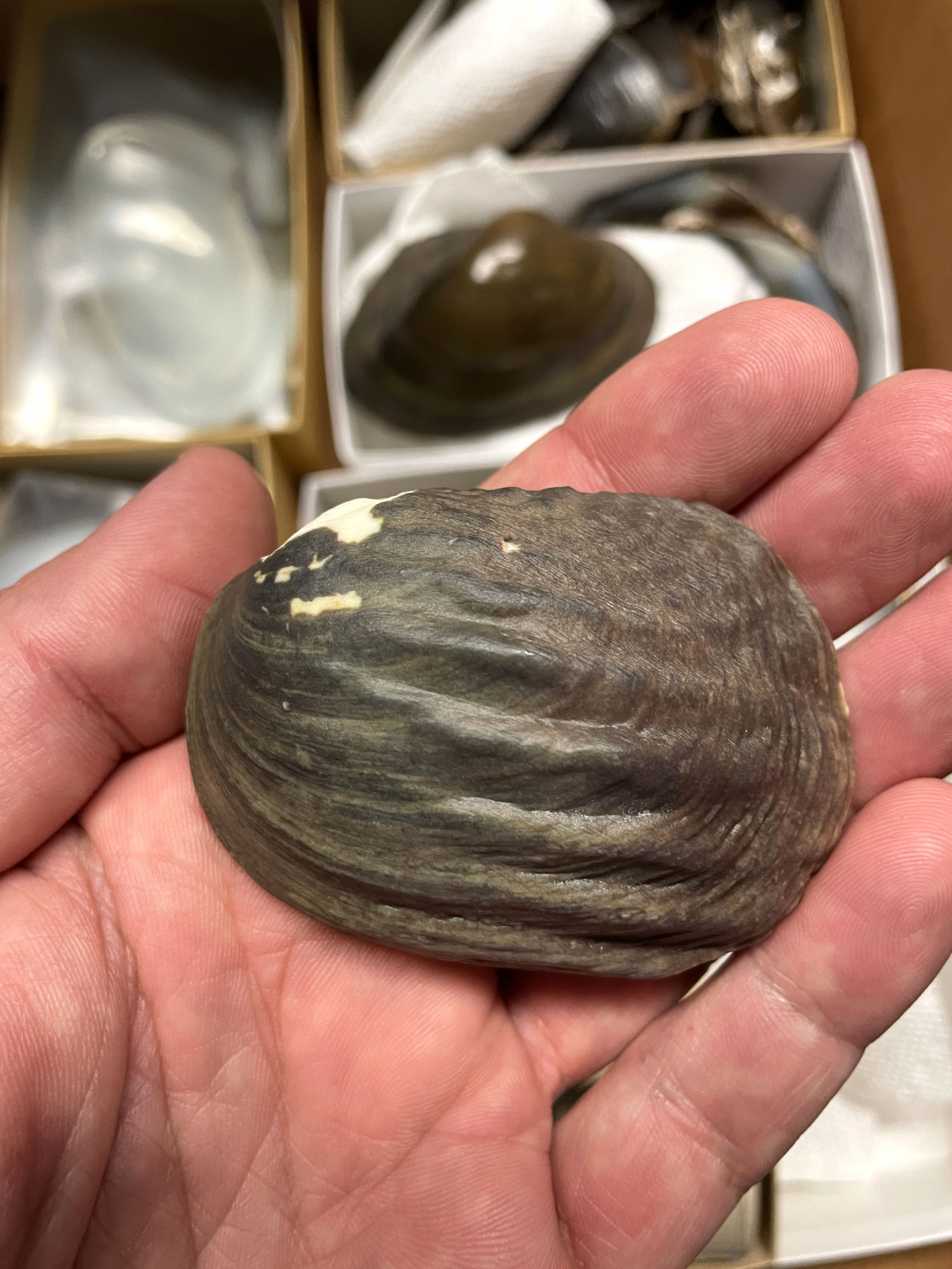 3d reconstruction of freshwater mussel shell held in hand