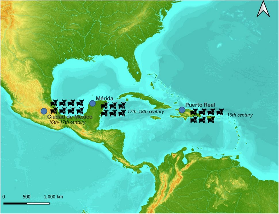 Illustration depicting cattle fossils from different regions around the Gulf of Mexico.