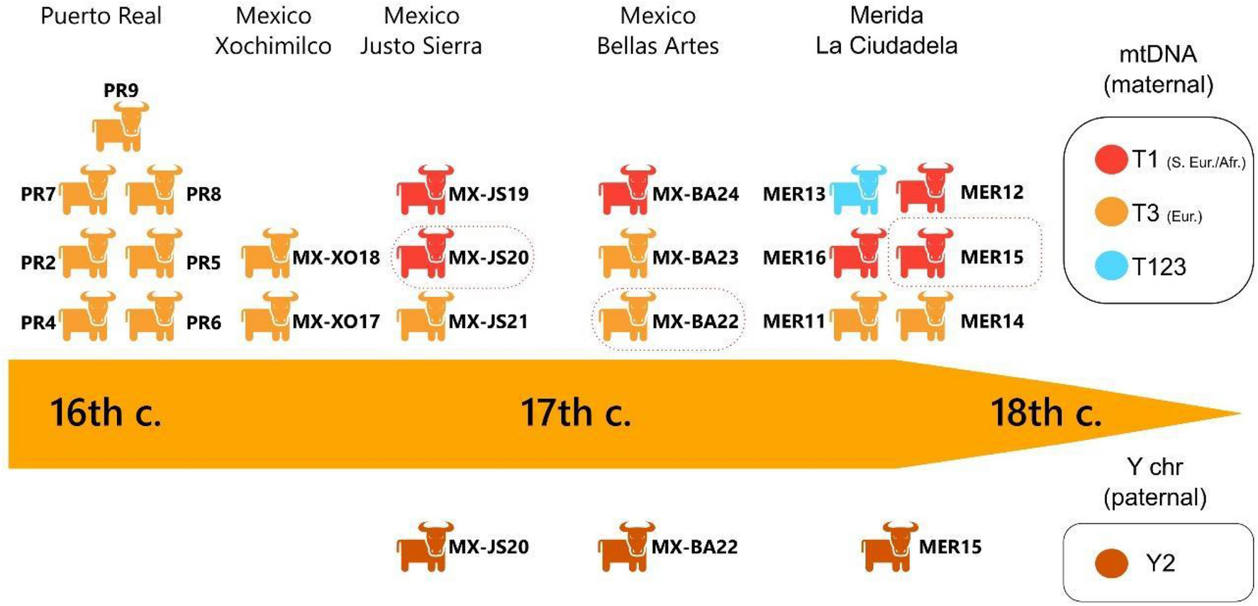 Diagram depicting increasing cattle diversity over time
