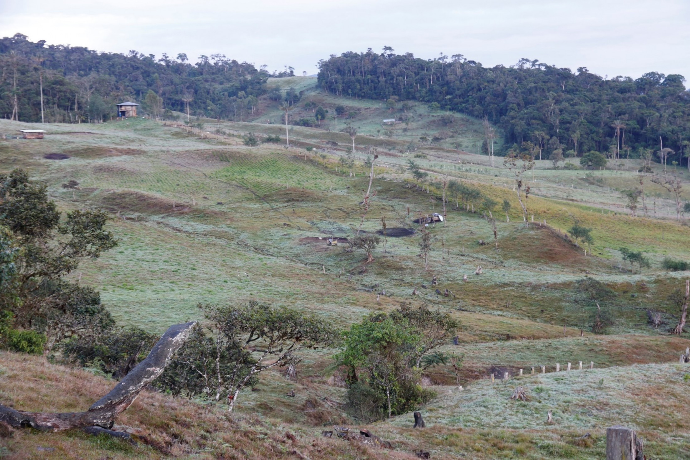 In a hilly landscape, various plants such as young trees and crops are planted in rows. There is forest in the back, while the foreground is mostly open field.