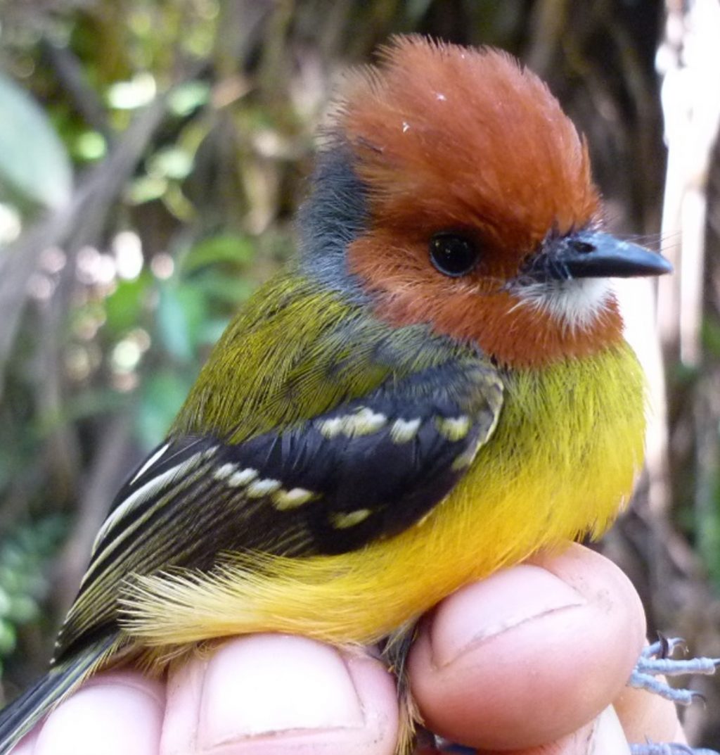 Side view of a small bird perched in a researcher's hand. It has a yellow underbelly, green back, black wings, and rust-colored head.