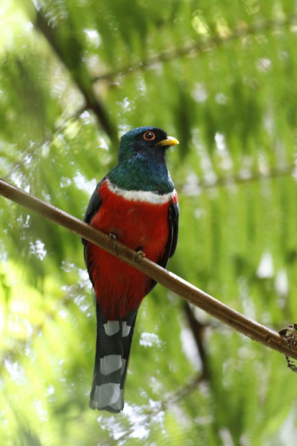 A bird photographed from below. Its feet are perched on a thin branch, with light green tree leaves filling the background.
