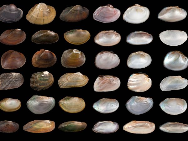 composite of several freshwater mussel shells, showing the top and bottom of each specimen in a rectangular grid.