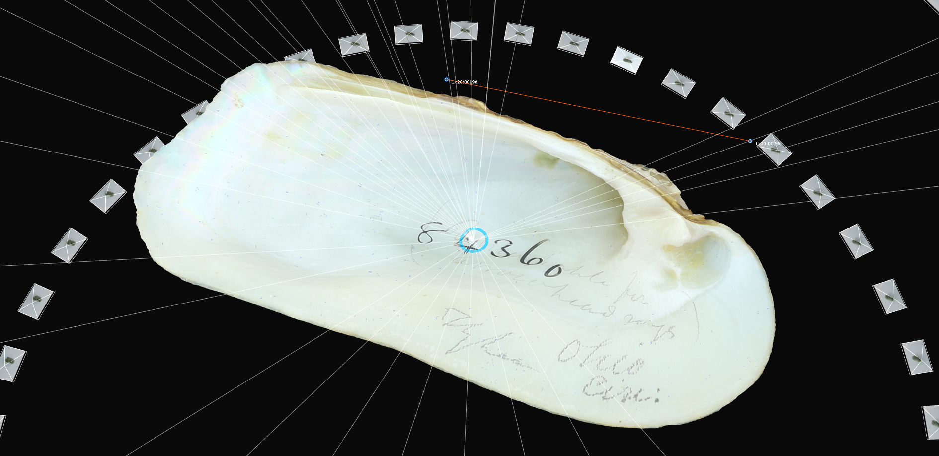 Image depicting the software reconstruction of a 3D freshwater mussel shell