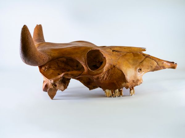 Photograph of a cow skull on a white background
