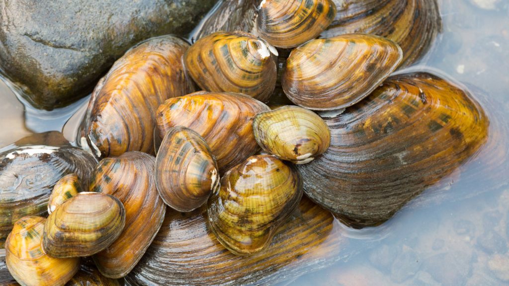 Photo of freshwater mussels in a stream.