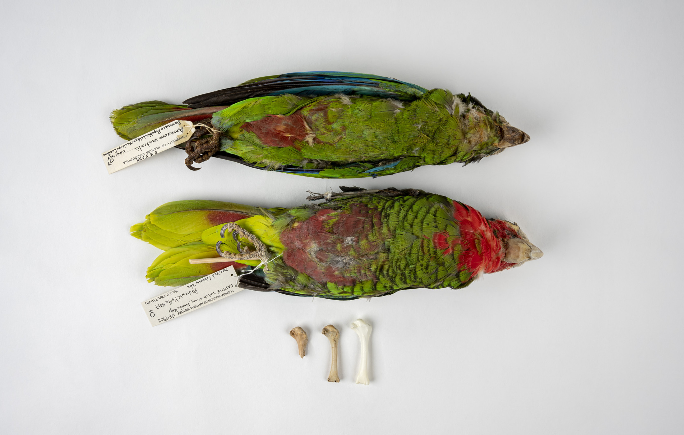 Two parrot specimens arranged on a white surface above three parrot fossils.