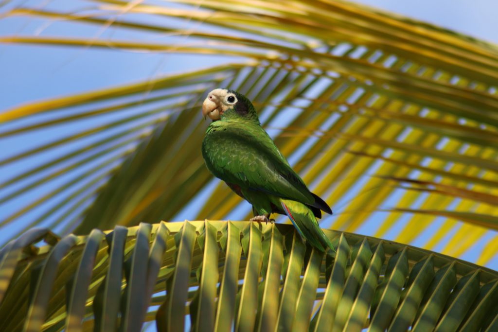 Parrot standing on a palm leaf and looking at camera.