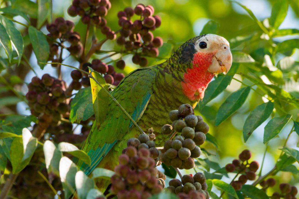 Parrot sitting on a branch looking at the camera.