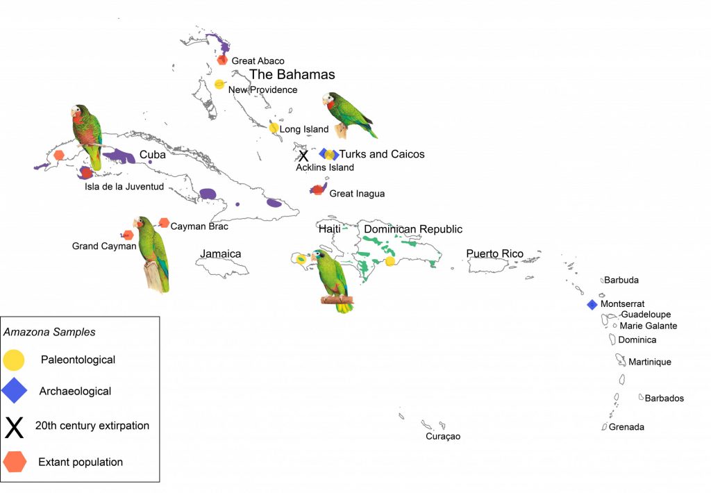 Species distribution map for Cuban and Hispaniolan parrots.