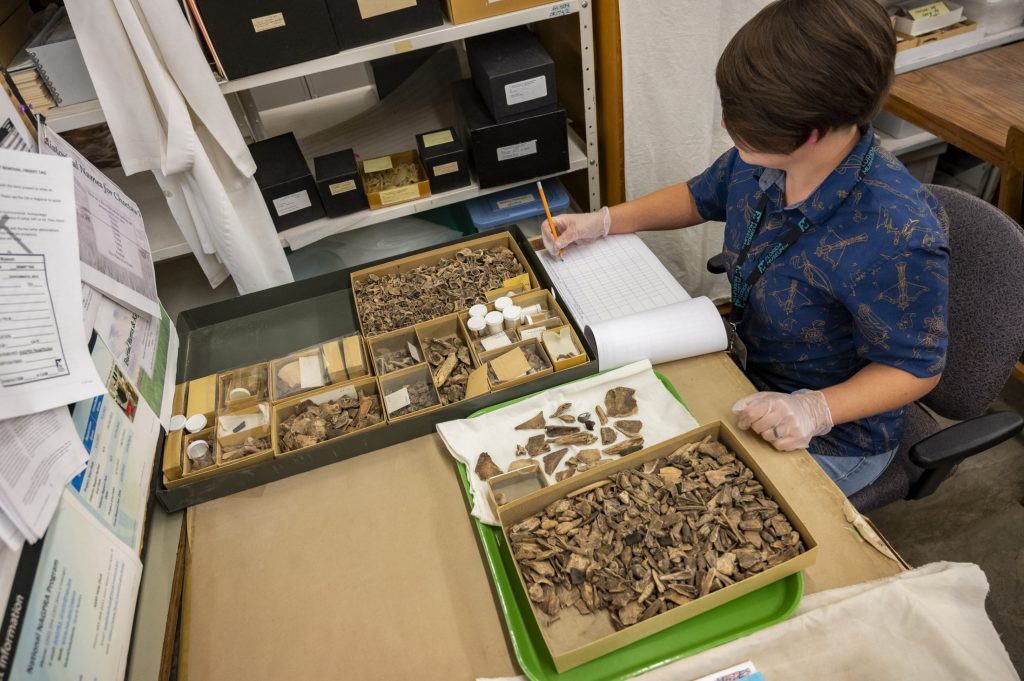 Jessi Dwyer is a trained specialist in zooarchaeology and conducts box-by-box reviews in search of any previously overlooked ancestors and their funerary belongings. Note: The material in this photo does not contain ancestral remains, sacred objects, funerary objects or objects of cultural patrimony.
