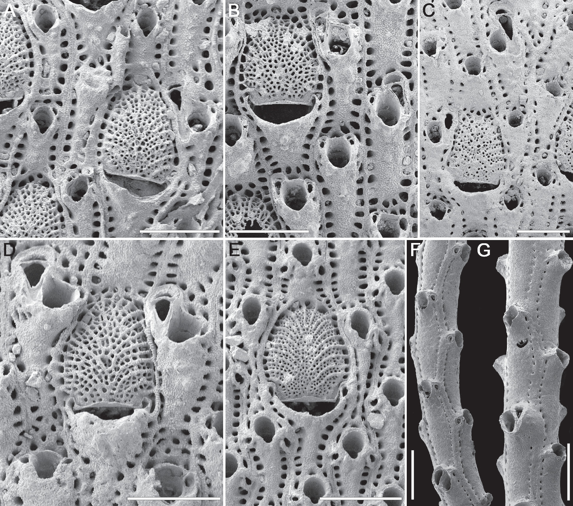 Electron micrograph of bryozoans with six panels, each showing several zooids.