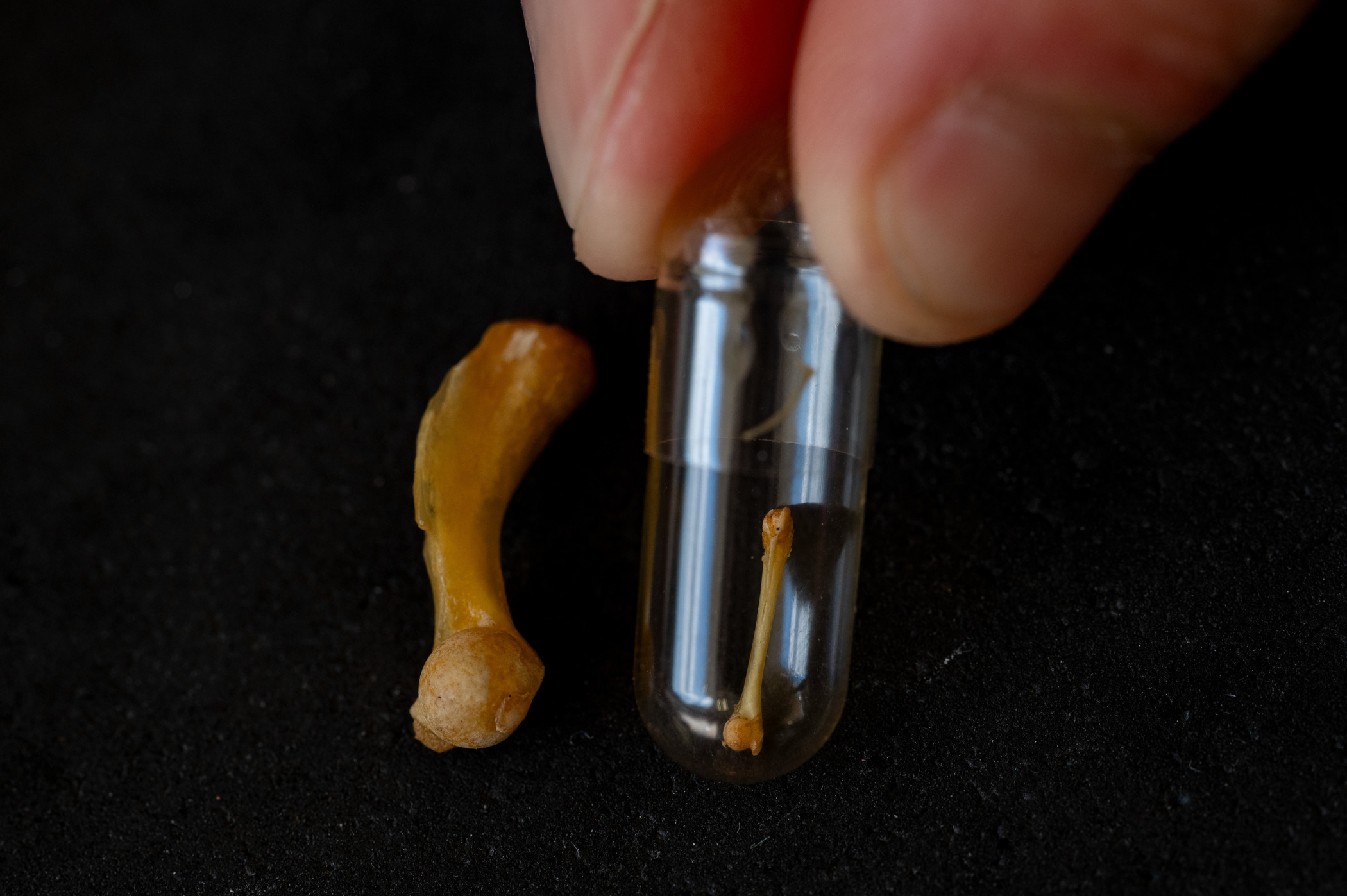 A close up of two frog bones against a black background. The smaller one is inside a test tube, and the larger one is out on the table.