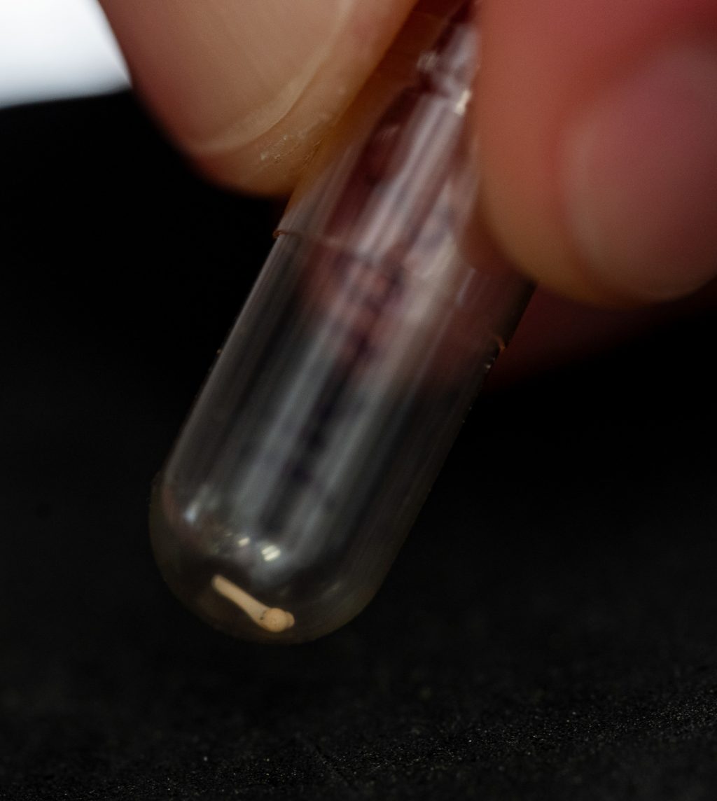 A closeup of a small frog bone in a test tube.