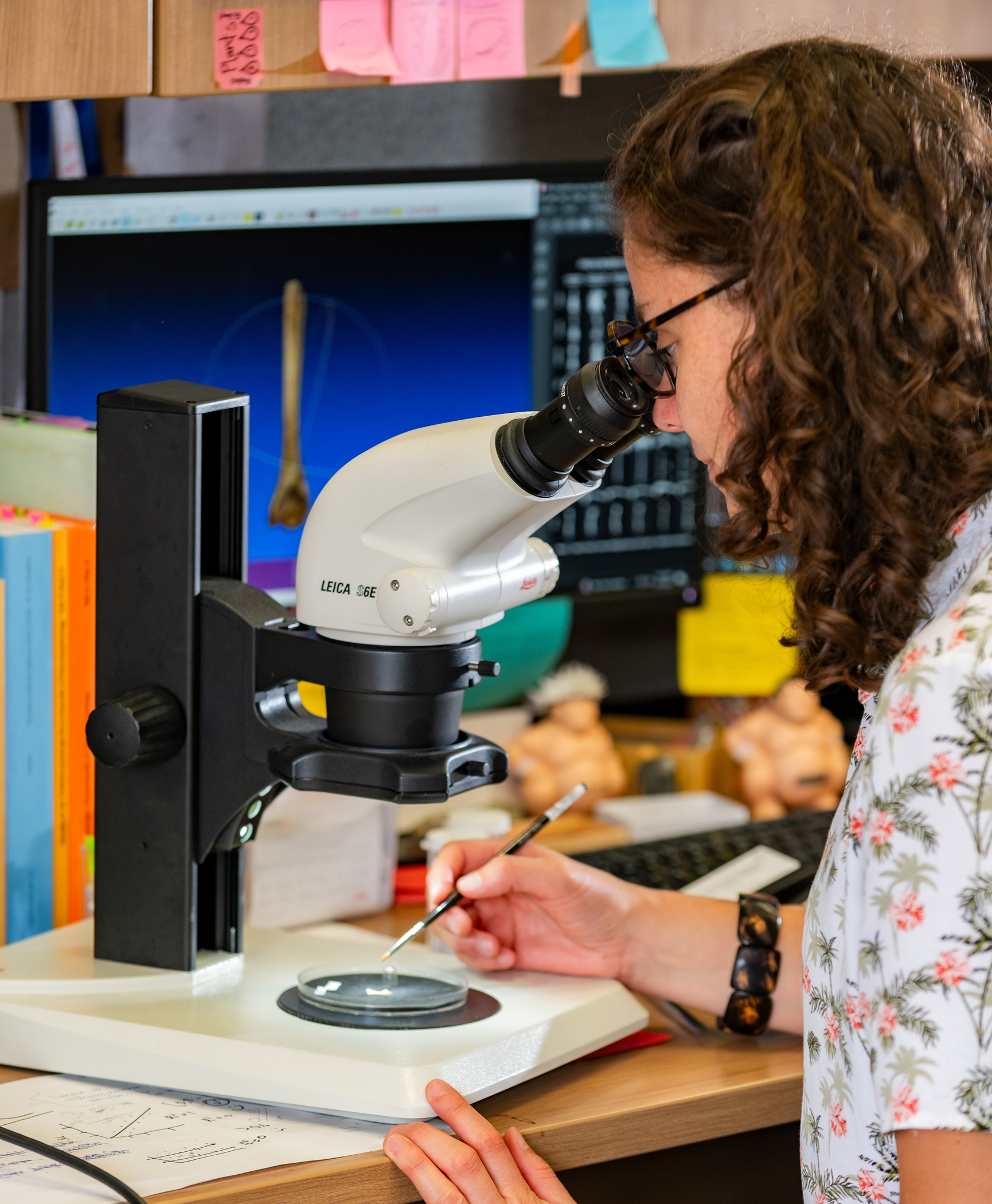 A scientist looks into a microscope, studying a fossil frog bone.