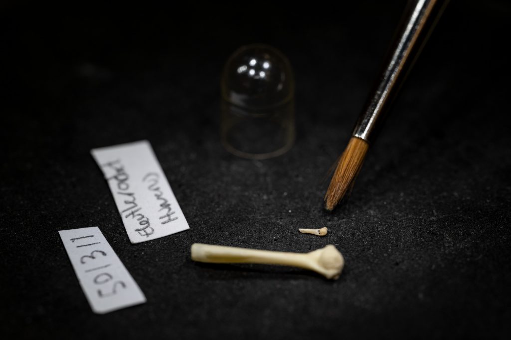 A close up of two small frog bones and a thin paintbrush against a black table.