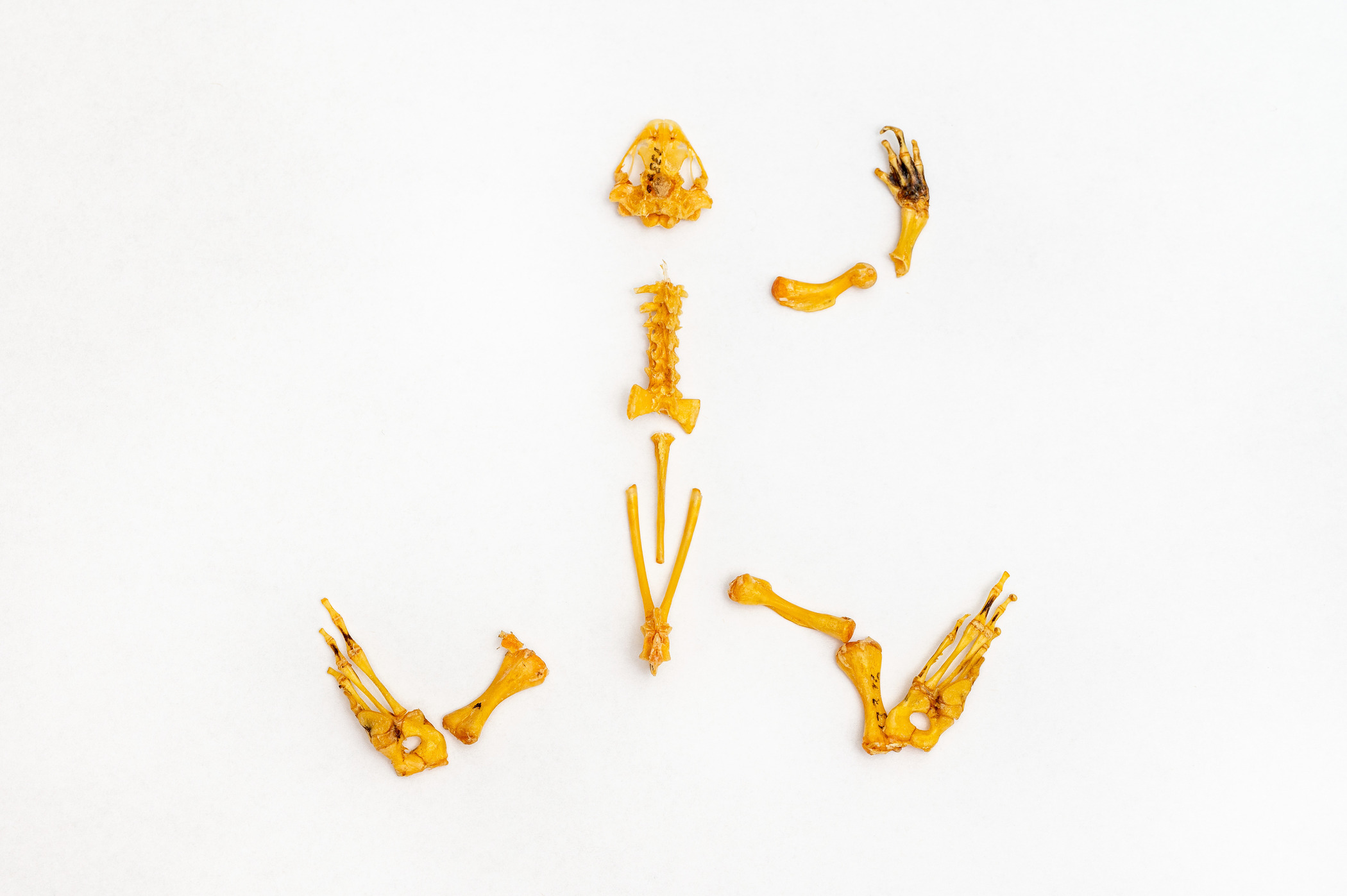 A partial frog skeleton photographed from above against a white background. There are parts of the skull, spine, pelvis, one front leg, and two back legs.