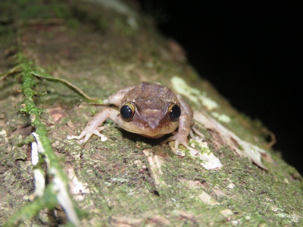 A coqui frog, standing on a mossy log, is photographed head-on.