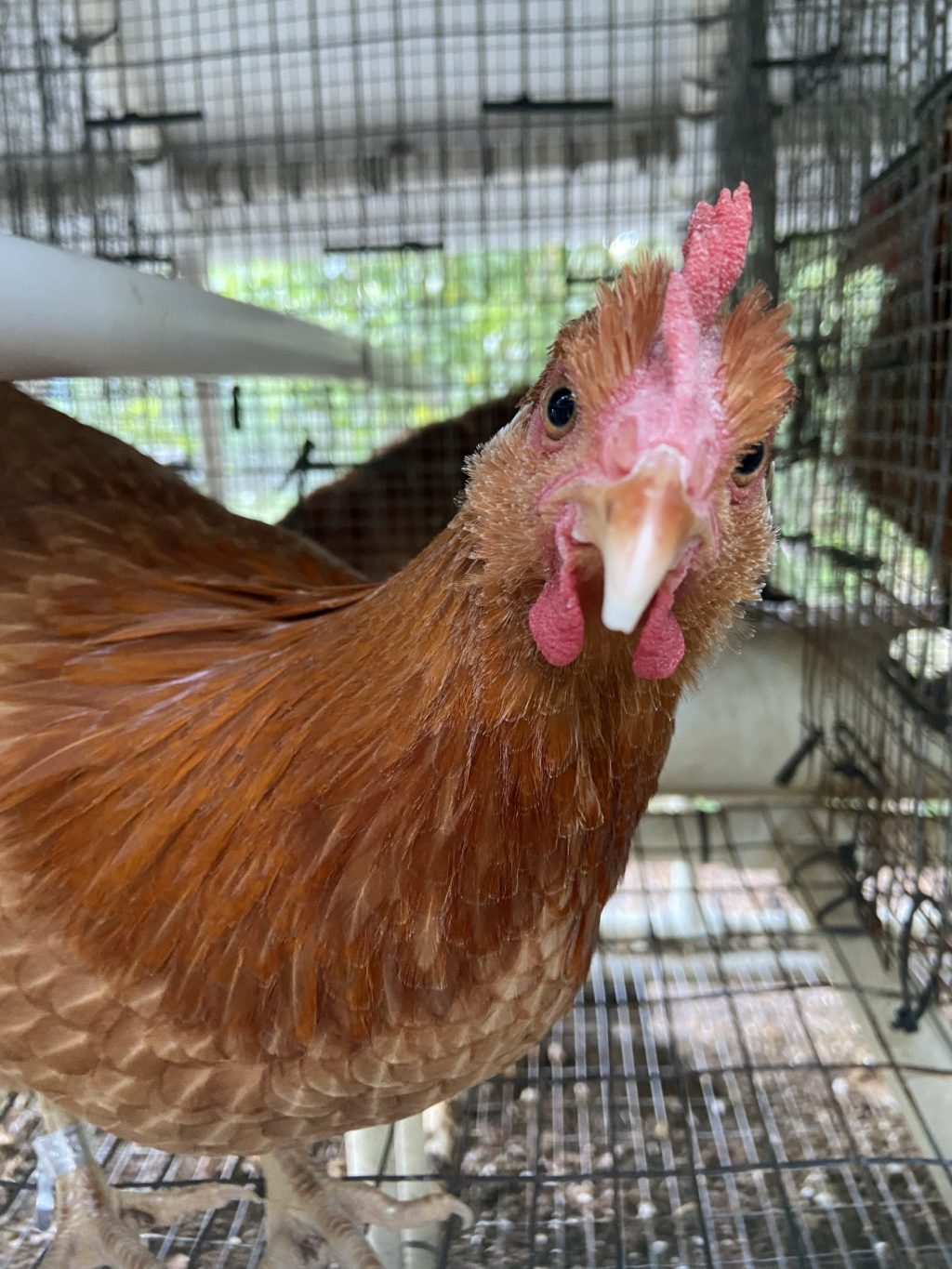 A chicken with brown feathers has its head turned towards the camera.