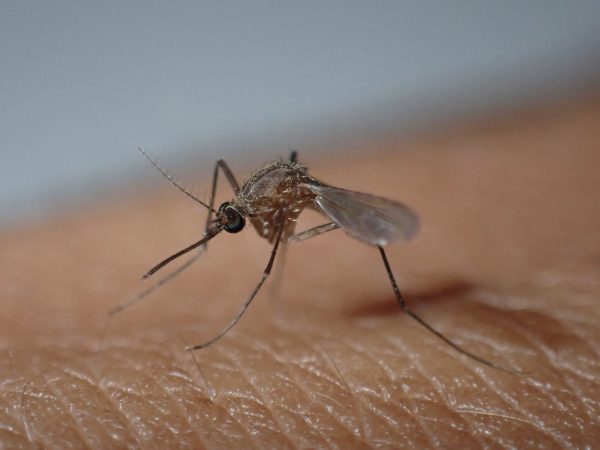 A closeup of a mosquito standing on human skin.