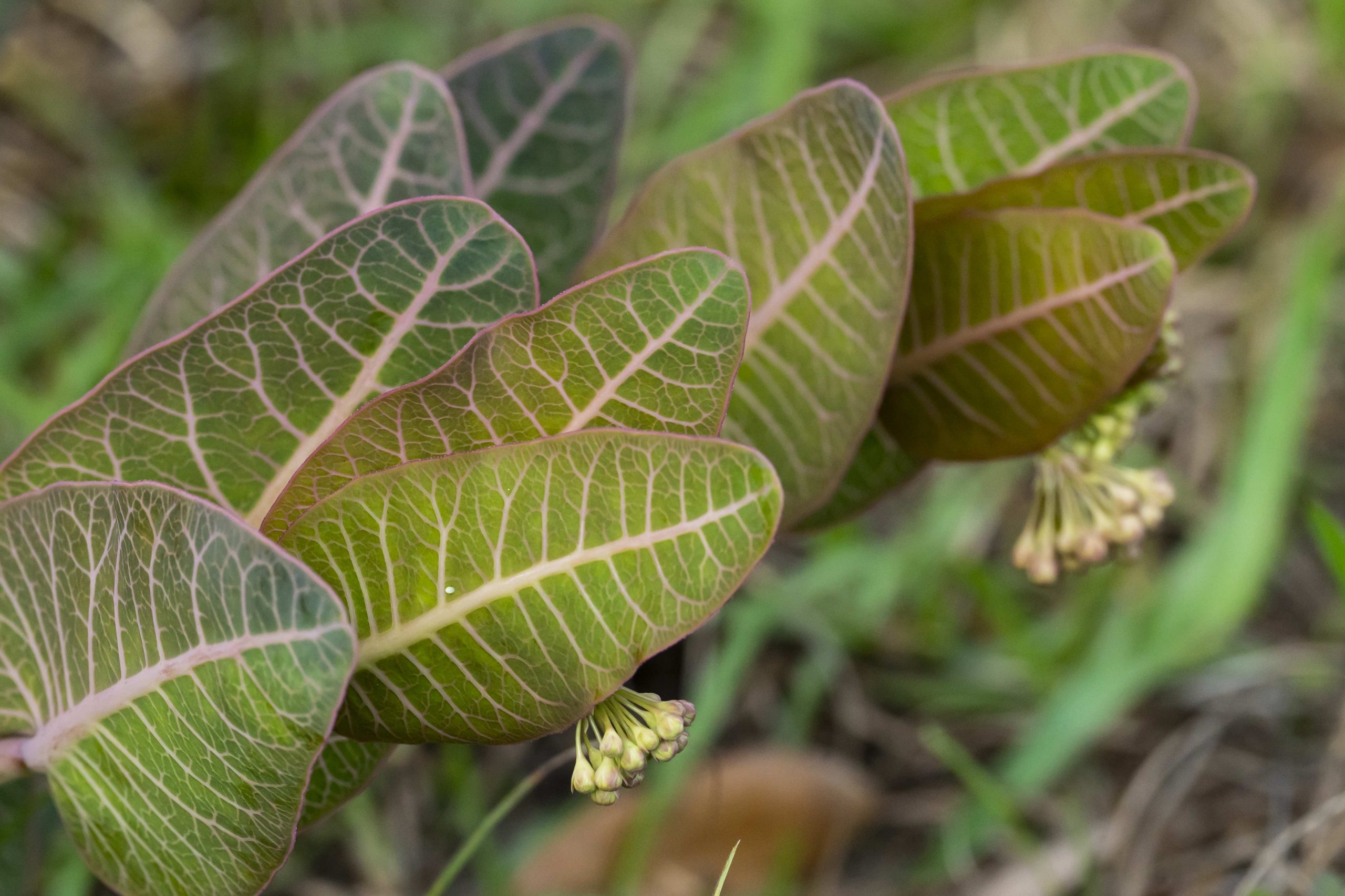 Close up photograph of a pinewoods milkweed plant