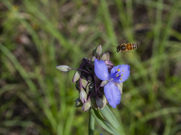 Bee visiting a blue spiderwort flower.